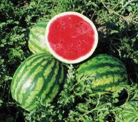 Арбуз Виктория F1 1000 c. Nunhems