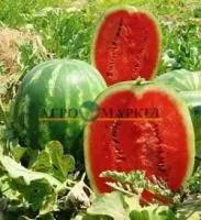 Арбуз Топ Мара F1 (1000 с) Unigen Seeds